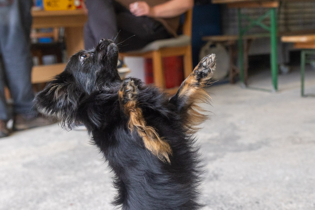 Hund Nala